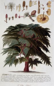 Planche botanique : Cèdre. n.d. 19ème siècle - Unknown artist
