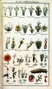 Planche botanique : Classification des plantes par Carl von LINNE (1707-1778), naturaliste suédois dans Compendium Botanices Systematis Linnean. Édition