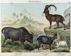 Buffle, chèvre, chèvre et bouquetin - dans « Histoires naturelles des mammifères », éd. Schreiber - Unknown artist