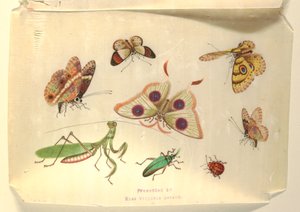 Papillons et autres insectes - Unknown artist