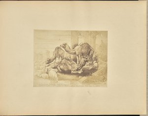Chameaux - Unknown artist