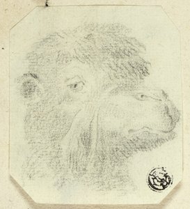 Tête de chameau tournée vers la droite - Unknown artist