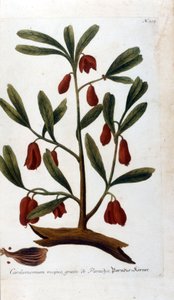 Cardamome. Gravure du 18ème siècle - Unknown artist