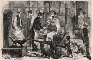 Marchand de viande pour chats dans une rue du quartier de Westminster à Londres, un marchand ambulant de viande de cheval pour chiens et chats - Gravure dans « Le Monde Illustré » - Unknown artist
