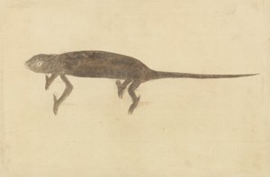 Chamaeler Chamaeleon - Unknown artist