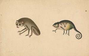 Caméléon et un mammifère - Unknown artist