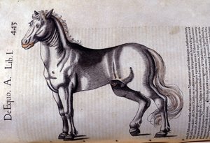 Cheval dans l