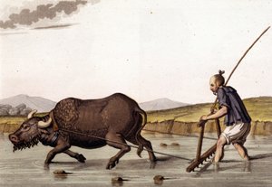 Chine, labour des rizières avec des bœufs - dans « Le Costume ancien et moderne » de Jules Ferrario - Unknown artist