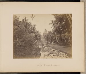 Cacaoyère près de Galle, Ceylan - Unknown artist