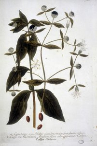Plant de graine de café dans un herbier du 19ème siècle. - Unknown artist
