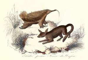 "Complete Works of Buffon": Les animaux domestiques: L