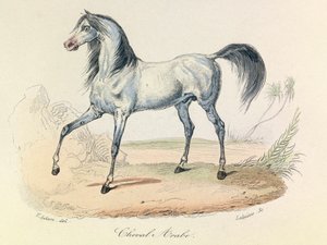 Les "Completes de Buffon" avec la nomenclature de Linné et la classification de Cuvier : Les animaux : Cheval Arabe (gravure)
