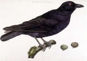 Corbeau corone - planche d