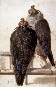 Couple de faucons. Dessin du XVIIIe siècle