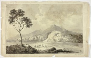 Vaches près d