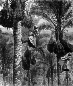 Cueillette de dattes à Ceylan (actuel Sri Lanka). Gravure du 19ème siècle