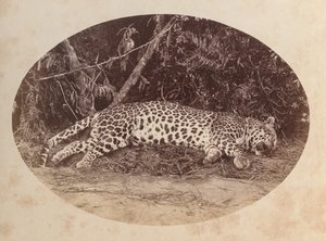 Léopard mort - Unknown artist