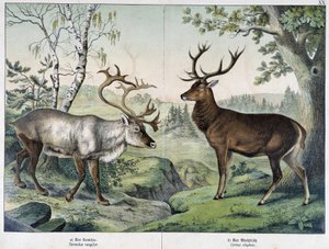 Cerfs - dans « Histoires naturelles des mammifères », éd. Schreiber - Unknown artist