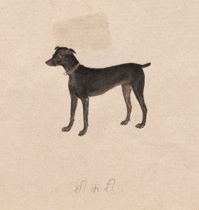Chien - Unknown artist