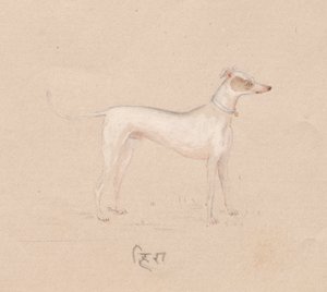 Chien - Unknown artist