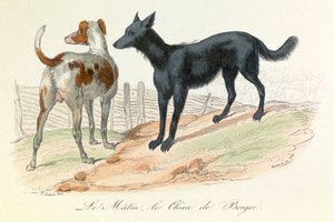 Chien et Matin, deux animaux classés par Linné et Cuvier (gravure) - Unknown artist