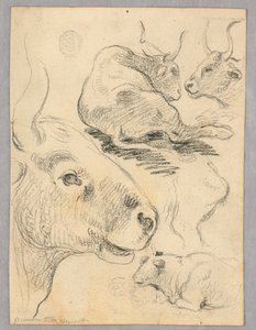Dessin : Esquisses de vaches - Unknown artist