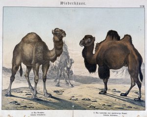 Dromadaire et chameau - dans « Histoires naturelles des mammifères », éd. Schreiber, Munich