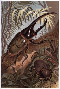 Dynaste Hercule, scarabée rhinocéros