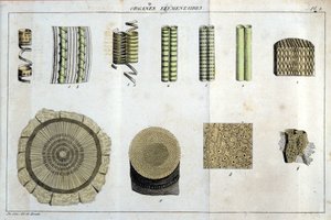 Organes élémentaires : dans « Flora Francoise, ou brève description de toutes les plantes qui croissent naturellement en France, arrangées selon une nouvelle méthode d