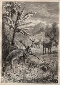 Expédition autour du monde (1785-1788) de Jean François Galaup de La Pérouse (1741-1788) : technique de chasse des Indiens de la baie de Monterey (Californie) - illustration tirée de « Les grands marins du XVIIIe siècle » - Unknown artist