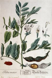 Faba Major (fève des marais) - planche botanique - Unknown artist