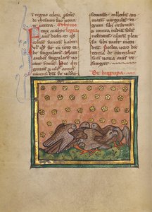 Cinq oiseaux (huppe) arrachant les plumes d