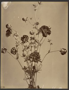 [Étude florale]