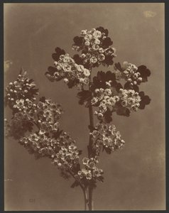[Étude florale avec plusieurs bouquets de fleurs]. - Unknown artist