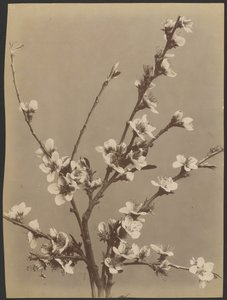 [Étude florale avec de petites fleurs blanches] - Unknown artist