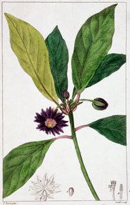 Florida Badiane - planche botanique - Unknown artist