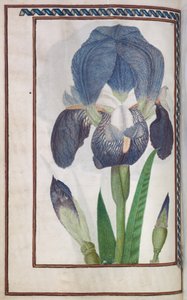 Florilegium : iris bleu et blanc (page 14 verso) - Unknown artist