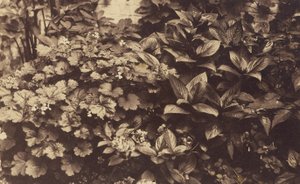 [Fleurs et feuilles]