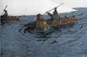 Fridtjof Nansen (1861-1930), explorateur norvégien, attaqué par un morse lors de l