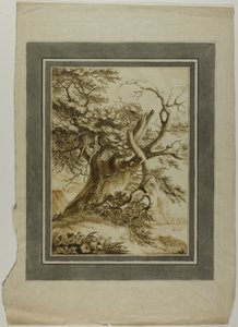 Chêne géant - Unknown artist