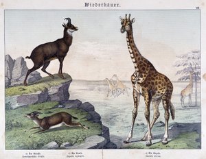 Girafe, chamois et gazelle - dans « Histoire naturelle des mammifères », éd. Schreiber - Unknown artist