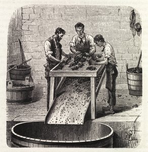 Tri des raisins sur une grille pendant le processus de fabrication du vin de qualité supérieure de Bourgogne. Gravure de la fin du 19ème siècle