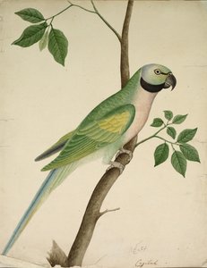 Perroquet vert - Unknown artist