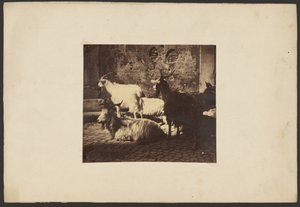 [Groupe de chèvres]