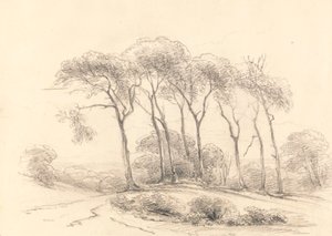 Hauts arbres