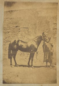 [Cheval]