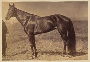 [Cheval dans un champ] - Unknown artist