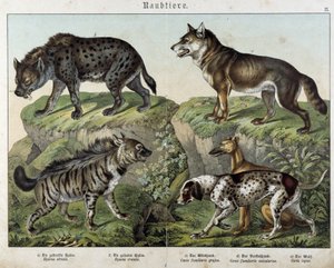 Hyènes et chiens - dans « Histoires naturelles des mammifères », éd. Schreiber - Unknown artist