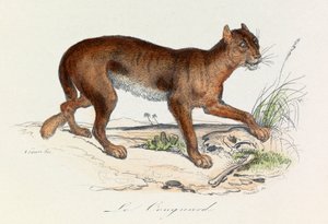 Illustration tirée du livre "Les Œuvres complètes de Buffon" : Les Quadrupèdes : Le couguar (gravure) - Unknown artist