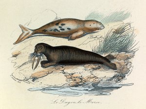 Illustration tirée du livre "Les Œuvres complètes de Buffon" : Les Quadrupèdes : Le dugon et le morse (gravure) - Unknown artist
